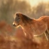 Kun divoky - Equus ferus - Exmoor Pony 6386